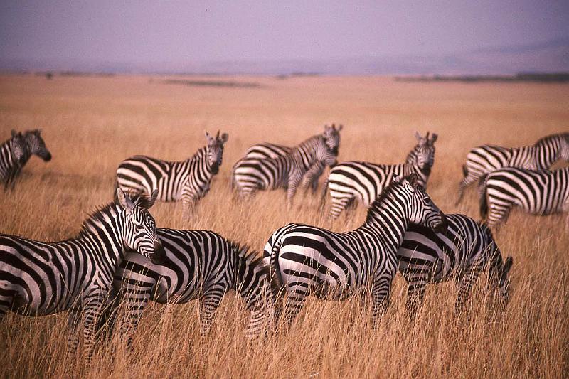 WT 1400 199-22 Kenya.jpg